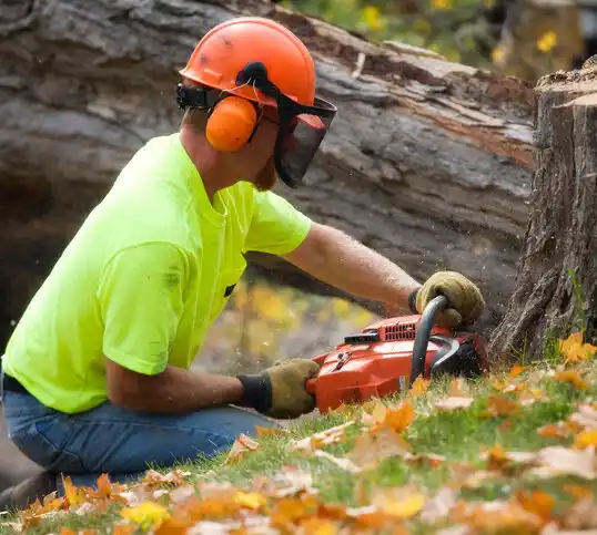 tree services High Bridge